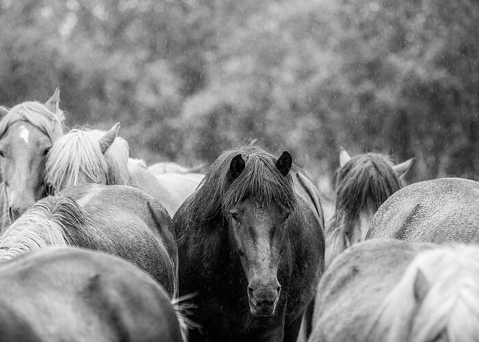 Photographs Greeting Card featuring the photograph Lost in a crowd II - Horse Art by Lisa Saint
