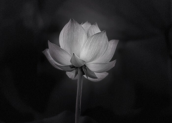 Lotus Flower Greeting Card featuring the photograph Lotus flower in black and white by Alessandra RC