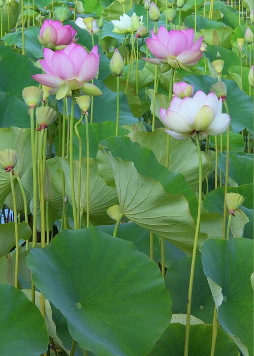 Lotus Blooms Greeting Card featuring the photograph Lotus Flowers by Ram Vasudev