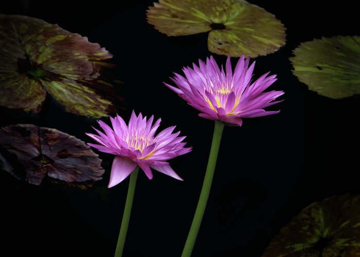 Lily Greeting Card featuring the photograph Lotus water lilies by Rudy Umans