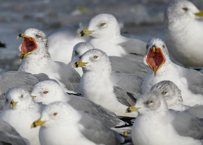 Sea Gulls Greeting Card featuring the photograph Loud Mouths by Michelle Wittensoldner