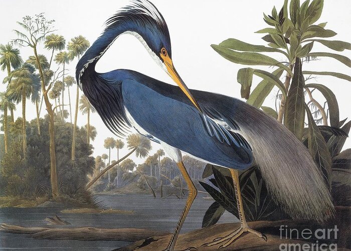 1827 Greeting Card featuring the drawing Louisiana Heron - Hydranassa Tricolor, 1827 by John James Audubon