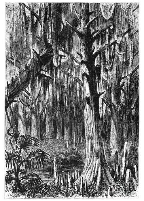 1872 Greeting Card featuring the drawing Louisiana Swamp by Alfred Rudolph Waud