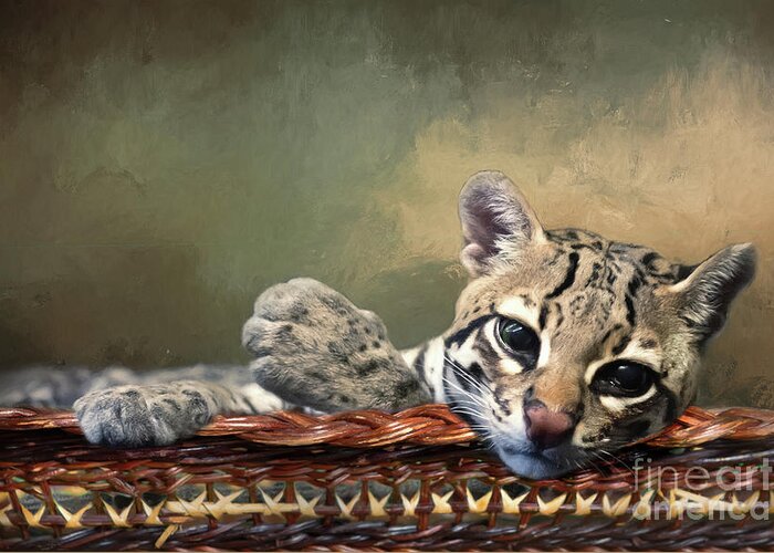 Cincinnati Zoo Greeting Card featuring the photograph Lounging Ocelot by Ed Taylor