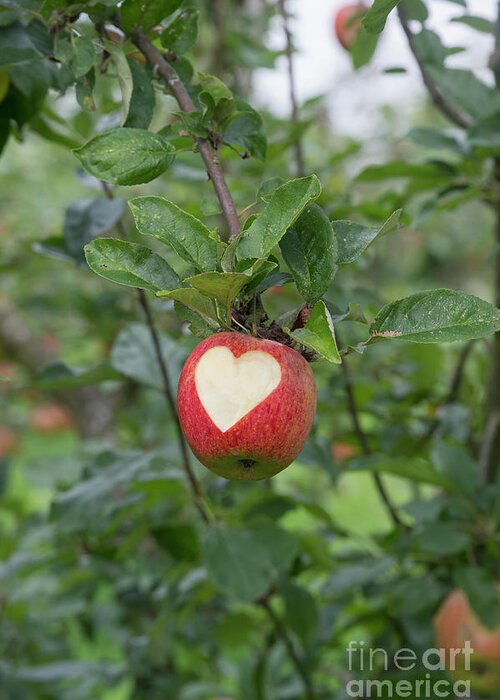 Apples Greeting Card featuring the photograph Love Apples by Tim Gainey