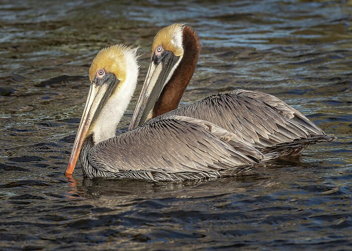 Pelican Greeting Card featuring the photograph Love Birds by JASawyer Imaging
