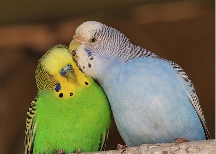 Budgerigars Parakeets Greeting Card featuring the photograph Love Birds by Scott Olsen