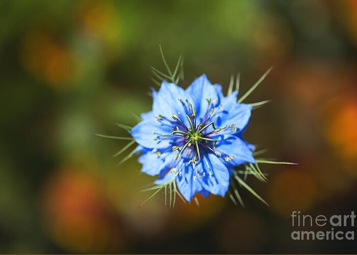 Nigella Greeting Card featuring the photograph Love In The Mist Looking Over by Joy Watson