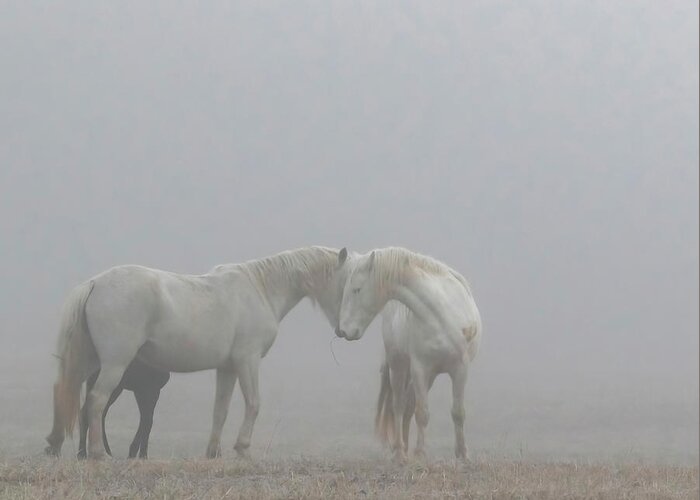 Wild Horses Greeting Card featuring the photograph Love is all you need by Holly Ross