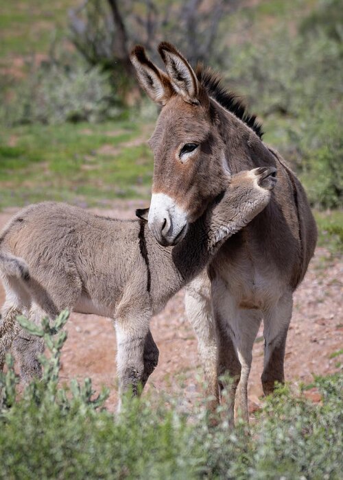 Wild Burro Greeting Card featuring the photograph Love you mom by Mary Hone
