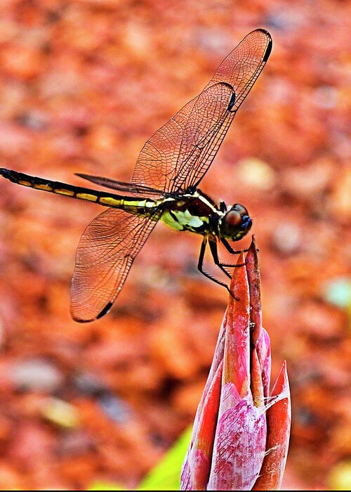 Dragonfly Greeting Card featuring the photograph Lovely Dragonfly by Bill Barber
