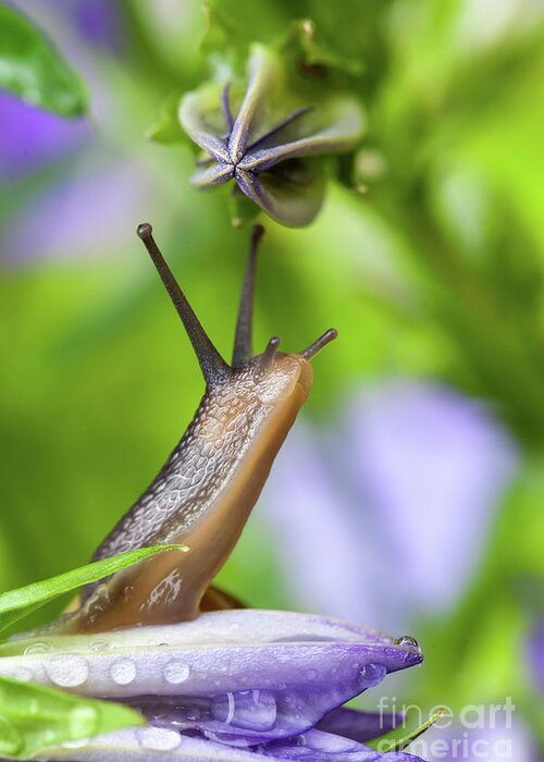 Campanula Greeting Card featuring the photograph Lovely garden snail close up on flower by Simon Bratt
