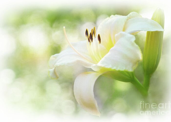 Queen Of The Garden Greeting Card featuring the photograph Luminous Daylily by Anita Pollak