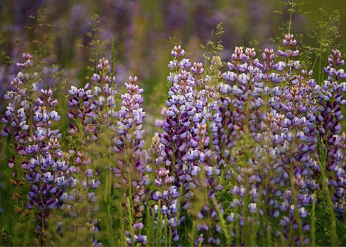 Lupine Greeting Card featuring the photograph Lupine by Cheryl Day