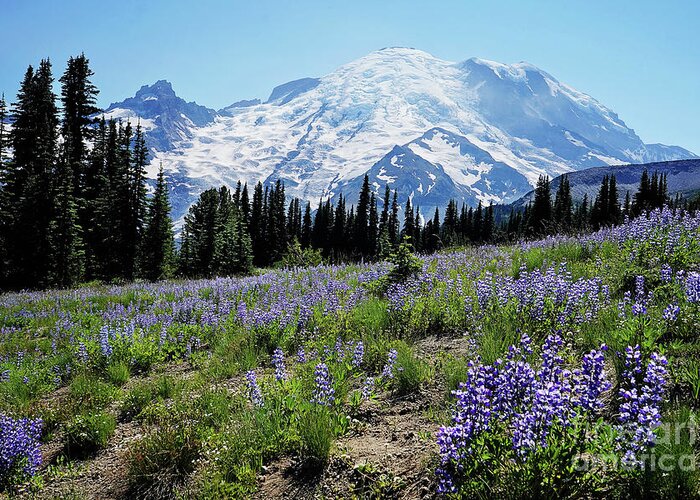 Rainier Greeting Card featuring the photograph lupine fields at Rainier by Sylvia Cook