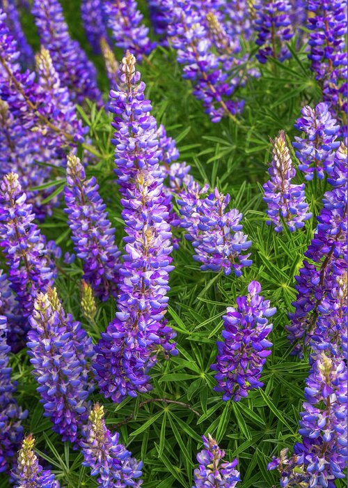Wildflowers Greeting Card featuring the photograph Lupine in the Light by Darren White