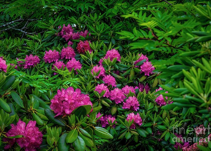 Rhododendron Greeting Card featuring the photograph Luscious Pink Rhododendrons by Shelia Hunt