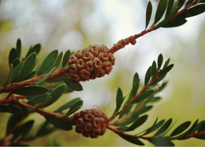 Tree Greeting Card featuring the photograph Macro Seed Pod of Myrtle Tree by Gaby Ethington
