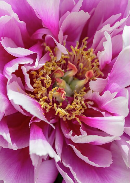 Flower Greeting Card featuring the photograph Magenta-and-White Tree Peony by Dawn Cavalieri