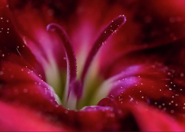 Floral Greeting Card featuring the photograph Magenta Macro by Cathy Kovarik