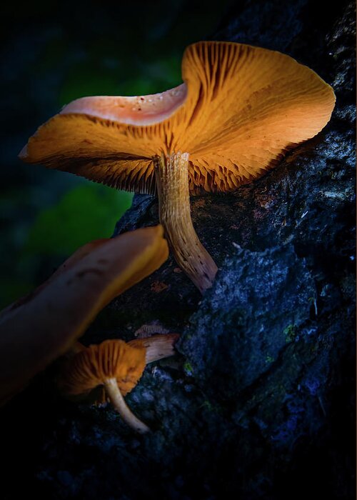 Mushrooms Greeting Card featuring the photograph Magic Mushrooms by Mark Andrew Thomas