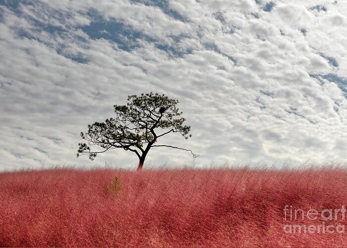 Anseong Farmland Greeting Card featuring the photograph Magical Muhly by Rebecca Caroline Photography