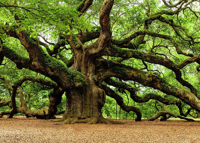 Charleston Greeting Card featuring the photograph Mystical Angle Oak Tree larger image by Louis Dallara