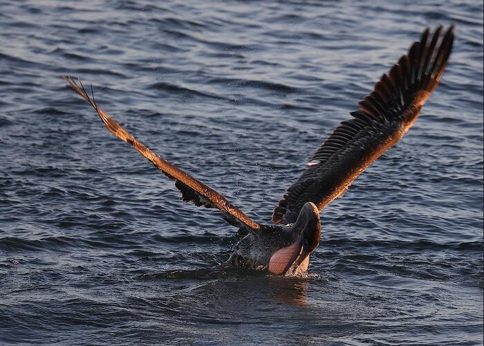 Pelicans Greeting Card featuring the photograph Magnificent Throat Pouch 2 by Mingming Jiang