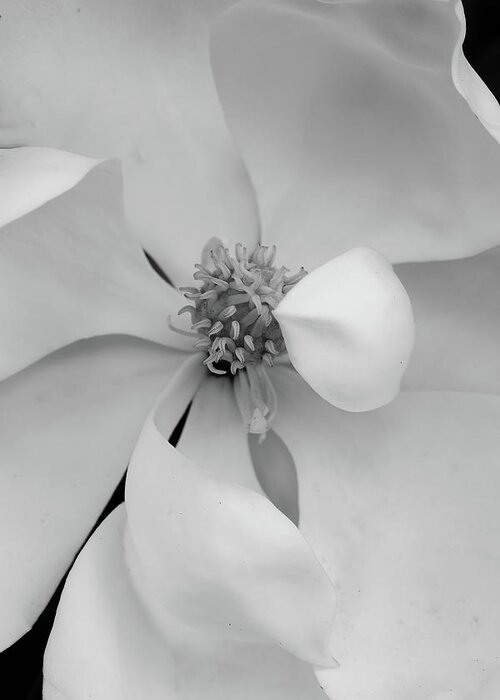 Magnolia Greeting Card featuring the photograph Magnolia Blossom 11 by Connie Carr