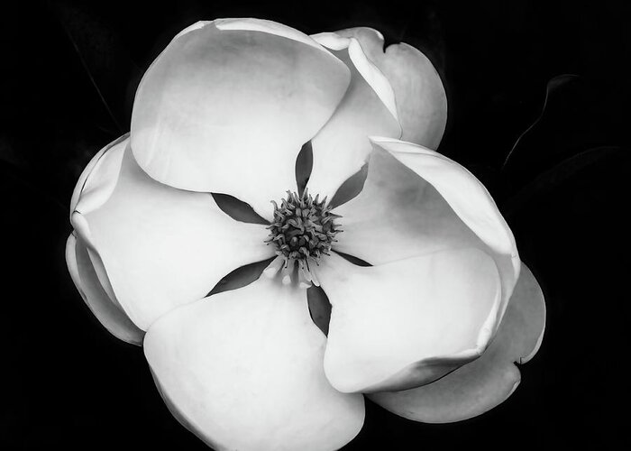 Magnolia Greeting Card featuring the photograph Magnolia Blossom 2 Square by Connie Carr