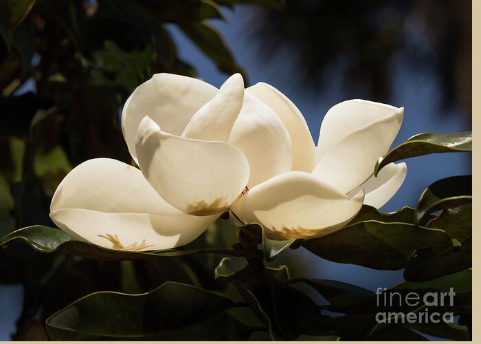 Magnolia Greeting Card featuring the photograph Magnolia Blossom by Neala McCarten