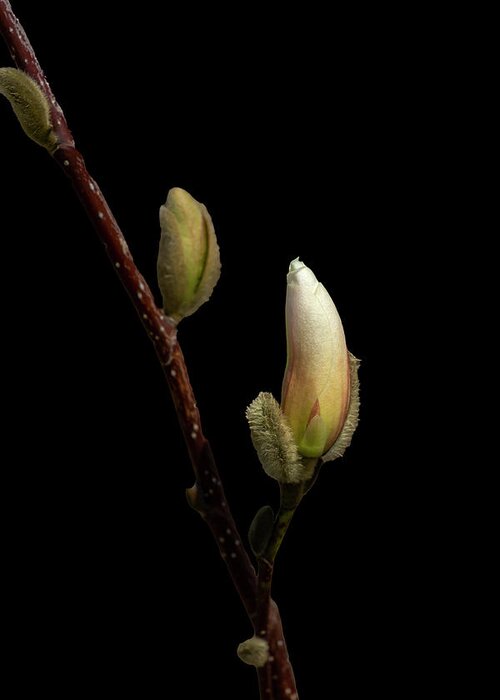 Photosbycate.com Greeting Card featuring the photograph Magnolia Buds on Black by Cate Franklyn
