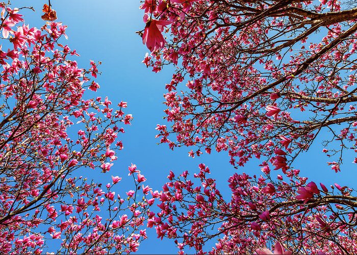 Magnolia Greeting Card featuring the photograph Magnolia by David Beechum
