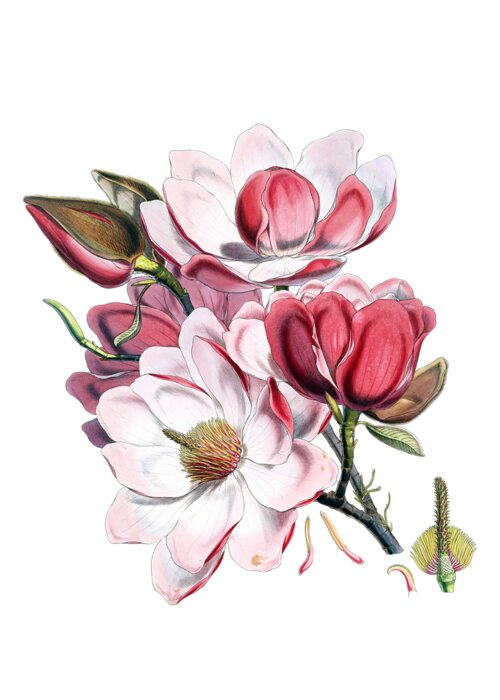 Magnolia Greeting Card featuring the digital art Magnolia by Madame Memento