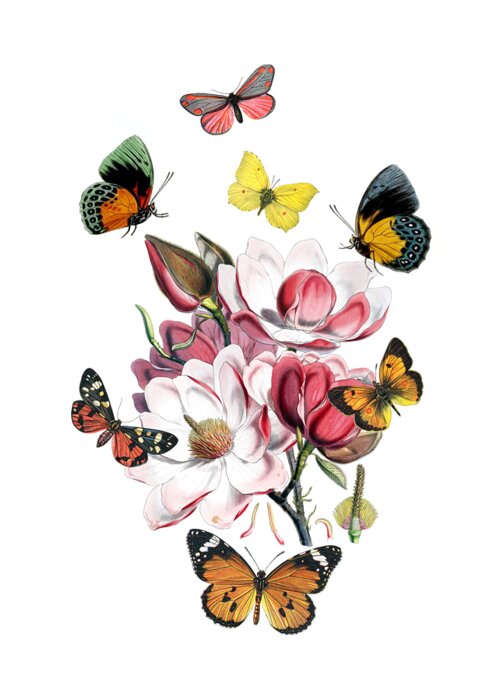 Magnolia Greeting Card featuring the digital art Magnolia with butterflies by Madame Memento