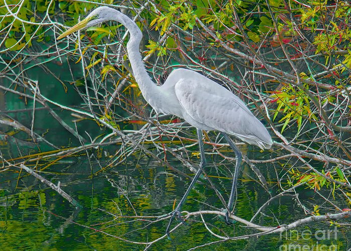 Herons Greeting Card featuring the photograph Maintaining Balance by Judy Kay