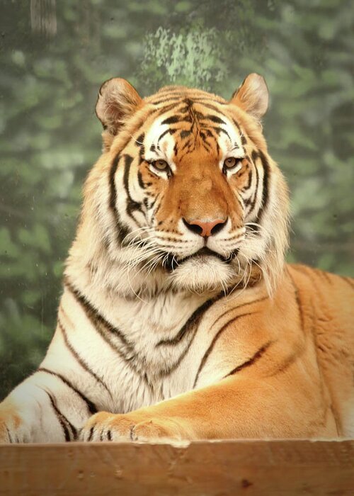 Tiger Greeting Card featuring the photograph Majestic by Lens Art Photography By Larry Trager