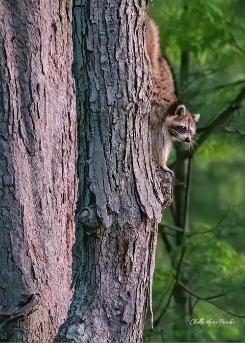 Racoon Greeting Card featuring the photograph Making a late night snack run by ChelleAnne Paradis