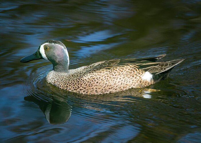 Blue Winged Teal Greeting Card featuring the photograph Male Blue Winged Teal by Mark Andrew Thomas