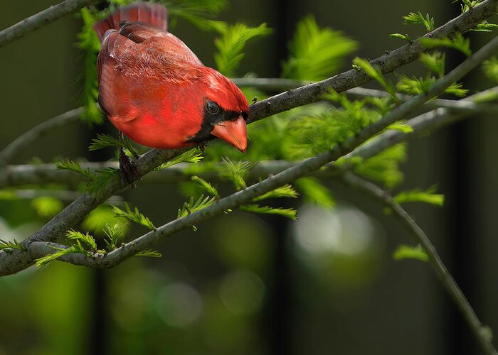 Birds Greeting Card featuring the photograph Male Cardinal by Larry Marshall