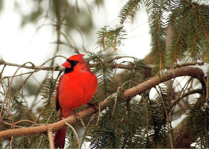 Male Cardinal Greeting Card featuring the photograph Male Cardinal by Laurie Lago Rispoli
