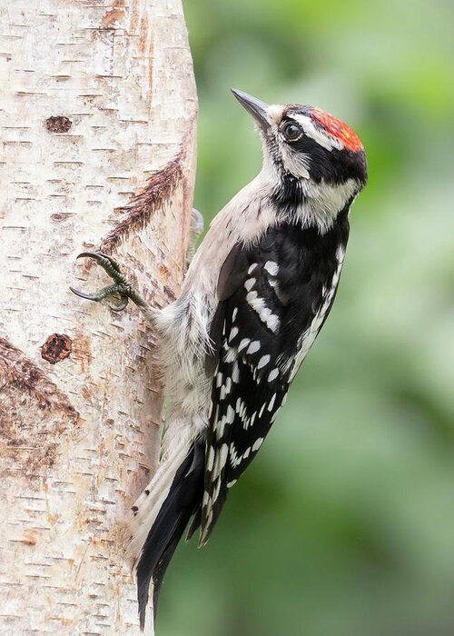 Woodpecker Greeting Card featuring the photograph Male Downy Woodpecker by Jim Hughes