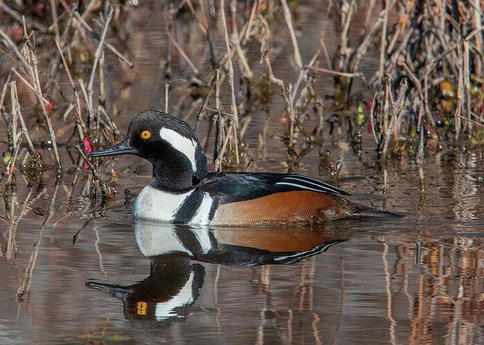 Nature Greeting Card featuring the photograph Male Hooded Merganser DWF0231 by Gerry Gantt