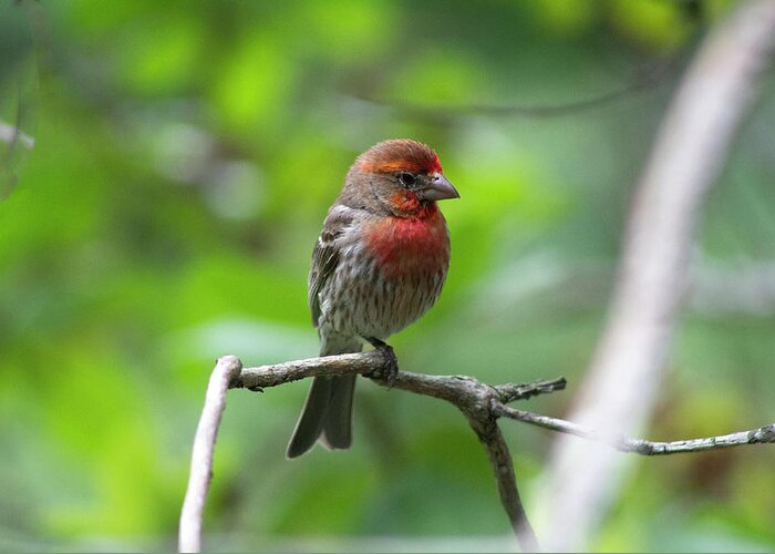Bird Greeting Card featuring the photograph Male House Finch by Geoff Jewett