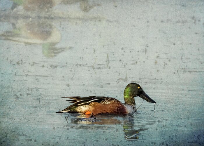Northern Shoveler Greeting Card featuring the photograph Male Northern Shoveler and Company by Belinda Greb