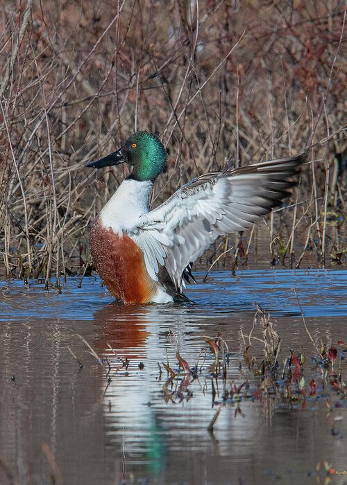 Nature Greeting Card featuring the photograph Male Northern Shoveler Drying off after Bathing DWF0235 by Gerry Gantt