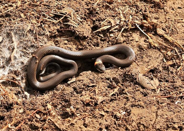 Nature Greeting Card featuring the photograph Male Ring-necked Snake In Dirt by Les Classics