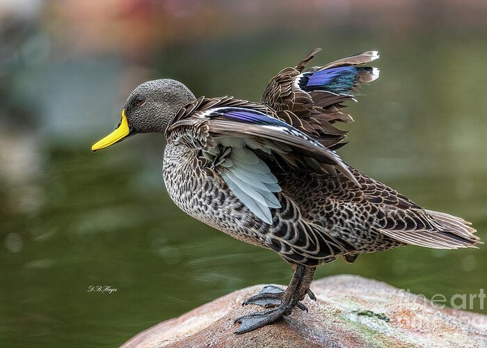 Ducks Greeting Card featuring the photograph Mallard by DB Hayes