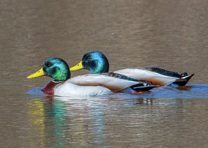 Nature Greeting Card featuring the photograph Mallard Drakes DWF0227 by Gerry Gantt
