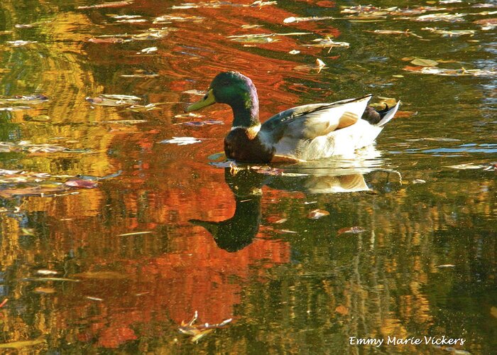Autumn Greeting Card featuring the photograph Mallard Duck In the Fall by Emmy Marie Vickers